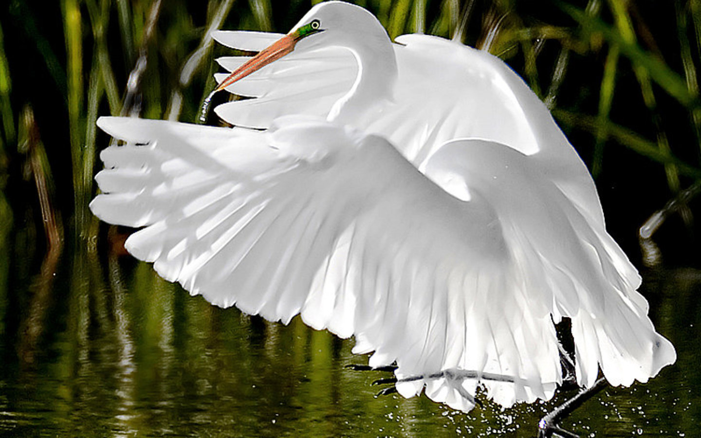 heron wallpaper,bird,white,great egret,egret,beak