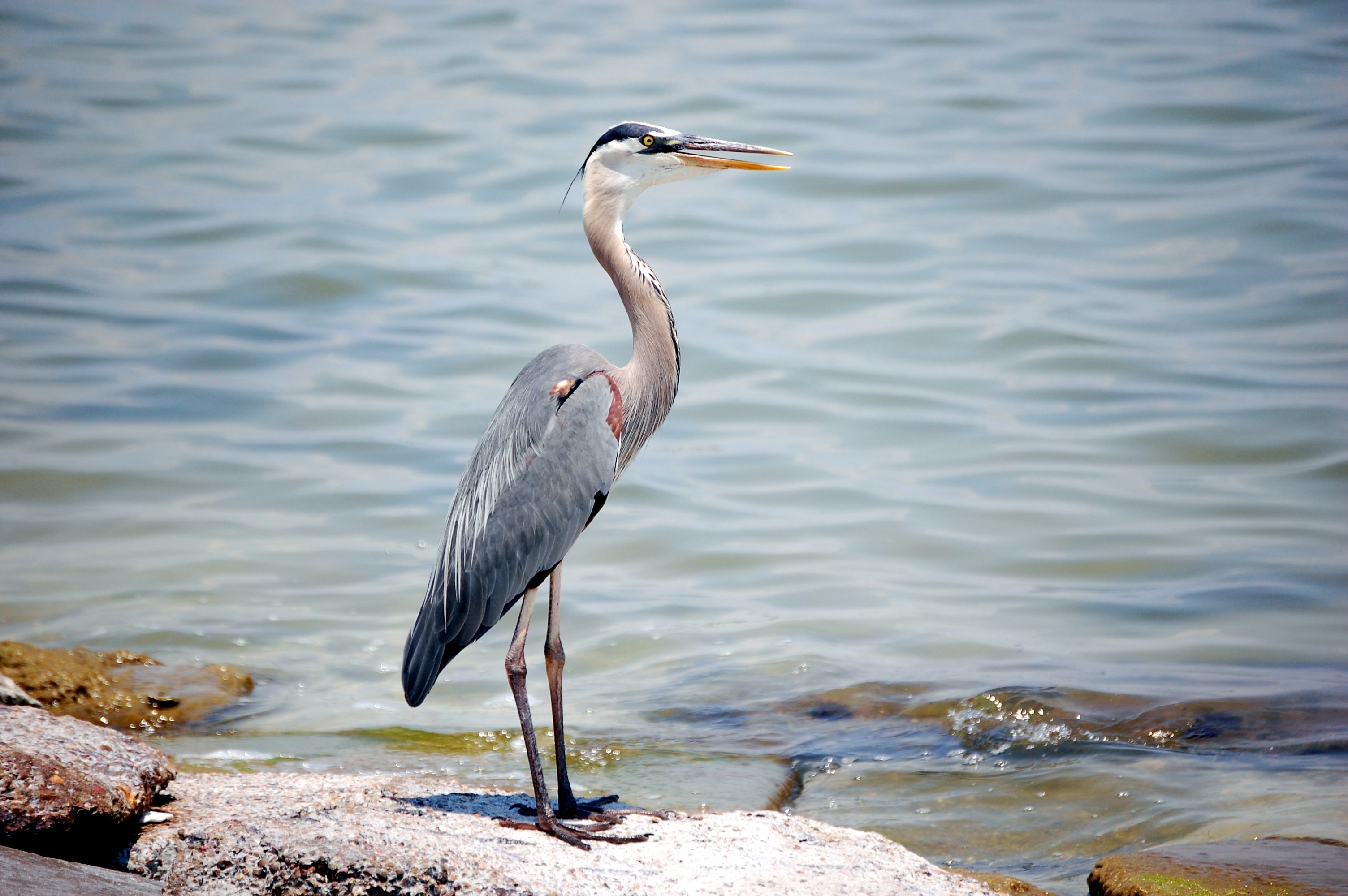 fond d'écran héron,oiseau,grand héron bleu,héron,grand héron,ciconiiformes