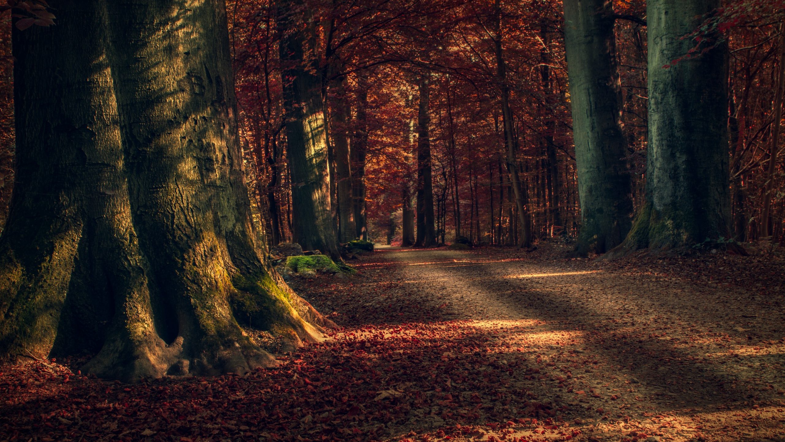 carta da parati foret,albero,paesaggio naturale,natura,bosco,foresta