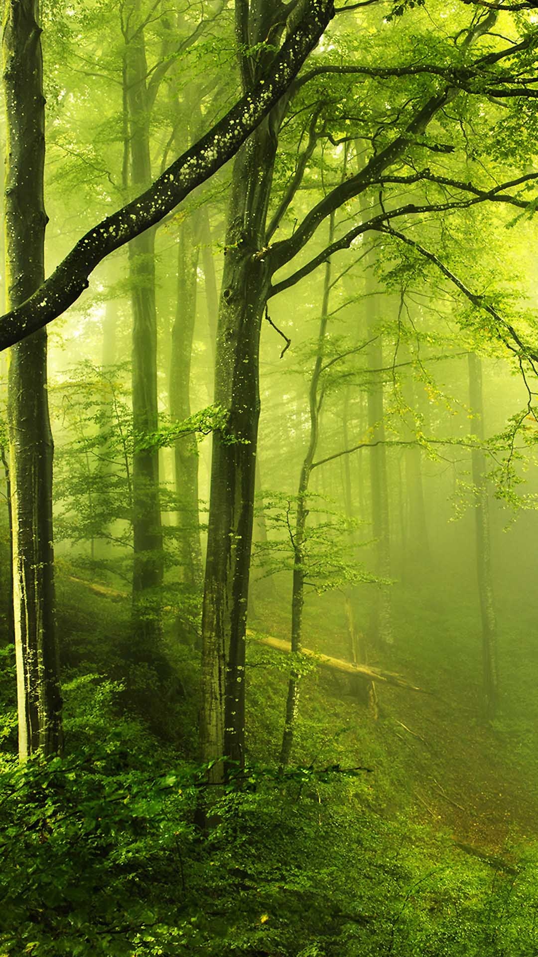 フォレ壁紙,自然の風景,自然,木,森林,緑