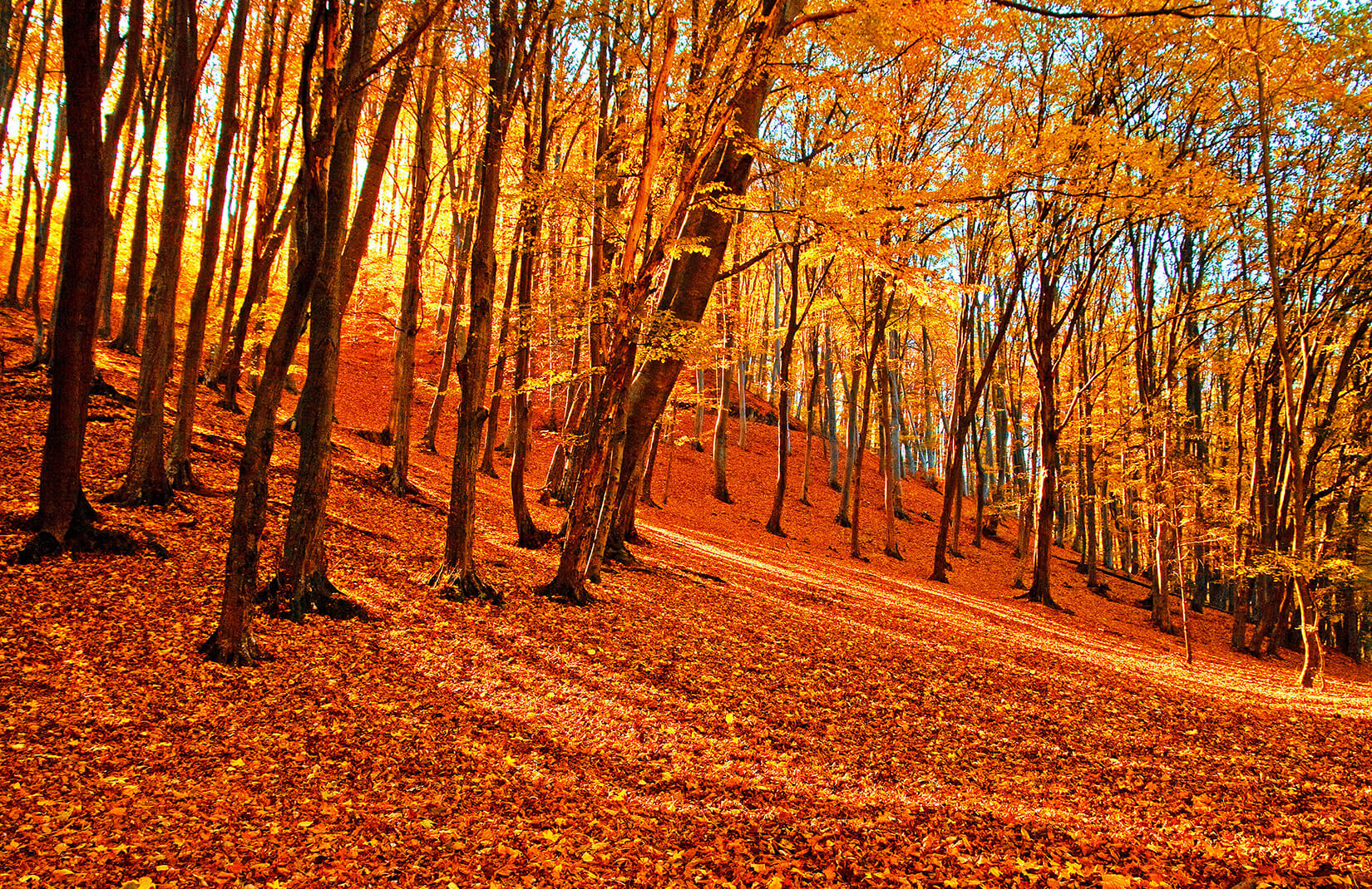 foret wallpaper,tree,woodland,nature,natural landscape,forest