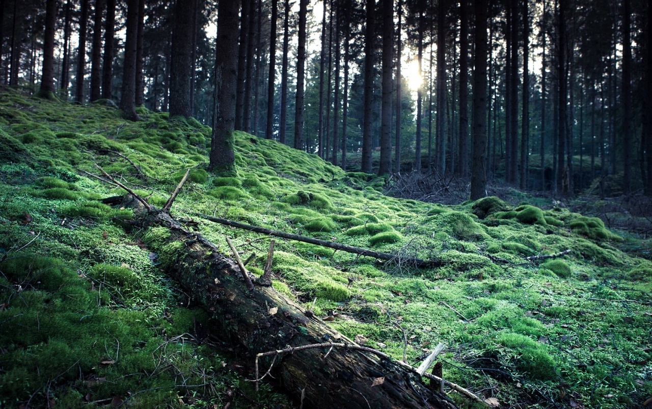 fondo de pantalla foret,bosque,bosque de crecimiento antiguo,paisaje natural,árbol,naturaleza