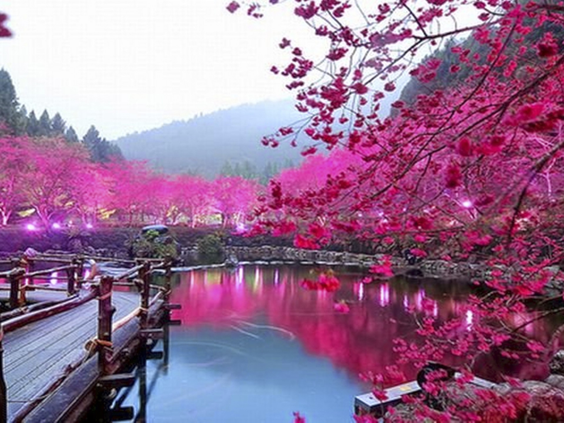 rosa farbe tapete hd,natur,natürliche landschaft,rosa,blume,frühling