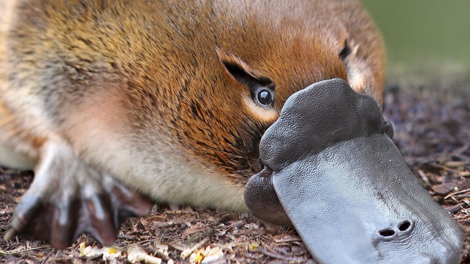 platypus wallpaper,snout,close up,monotreme,terrestrial animal,organism