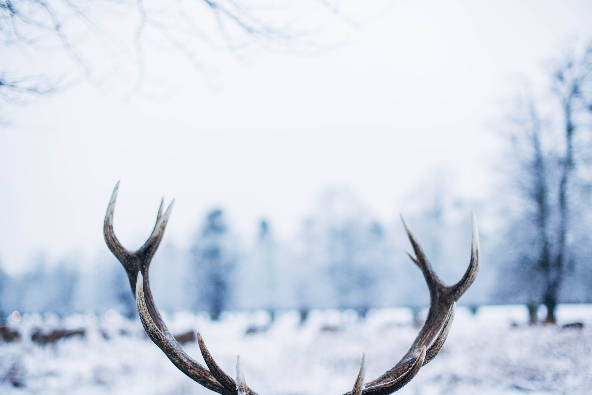 antler wallpaper,antler,horn,elk,sky,barren ground caribou