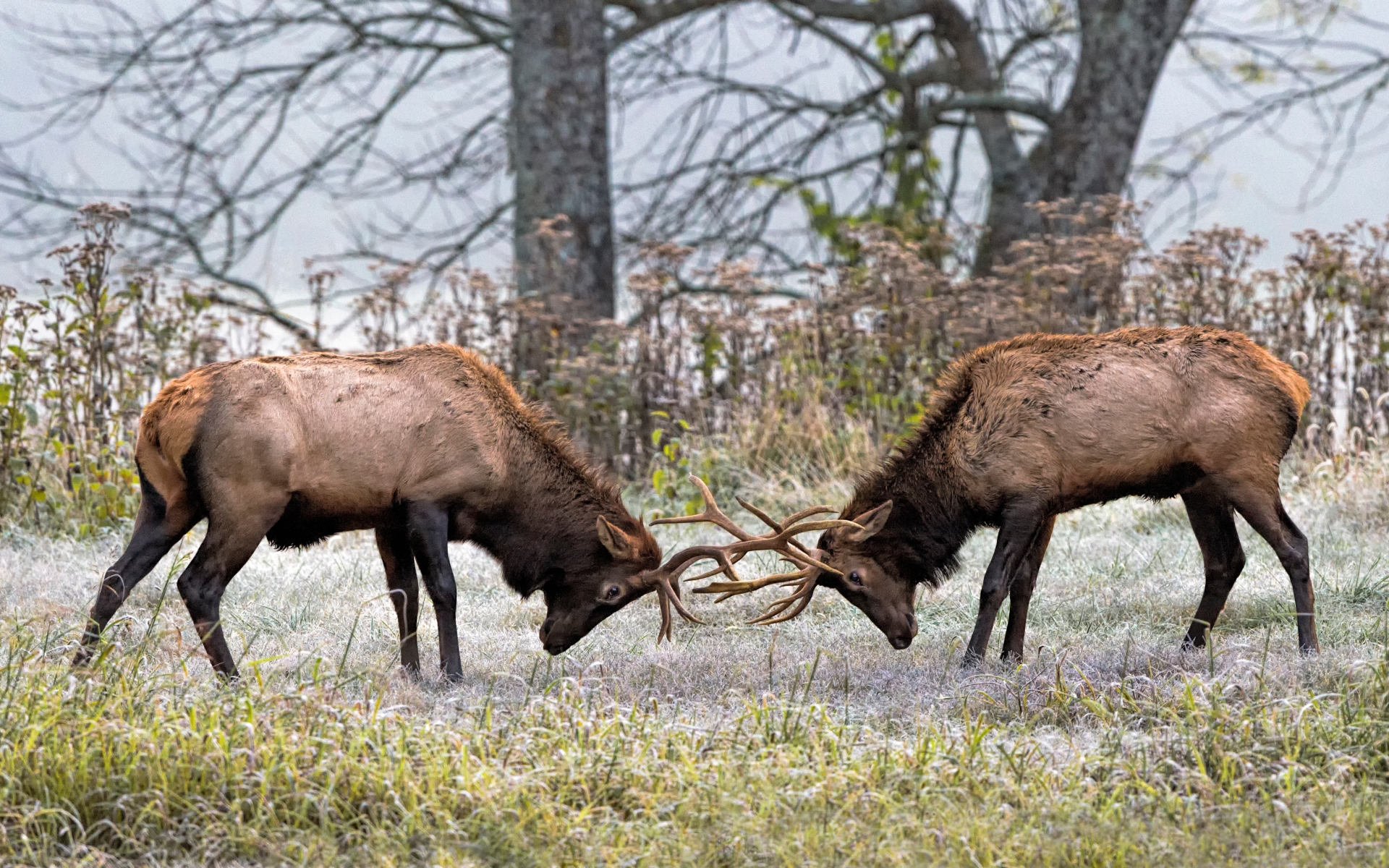 geweih tapete,tierwelt,elch,horn,rentier,geweih