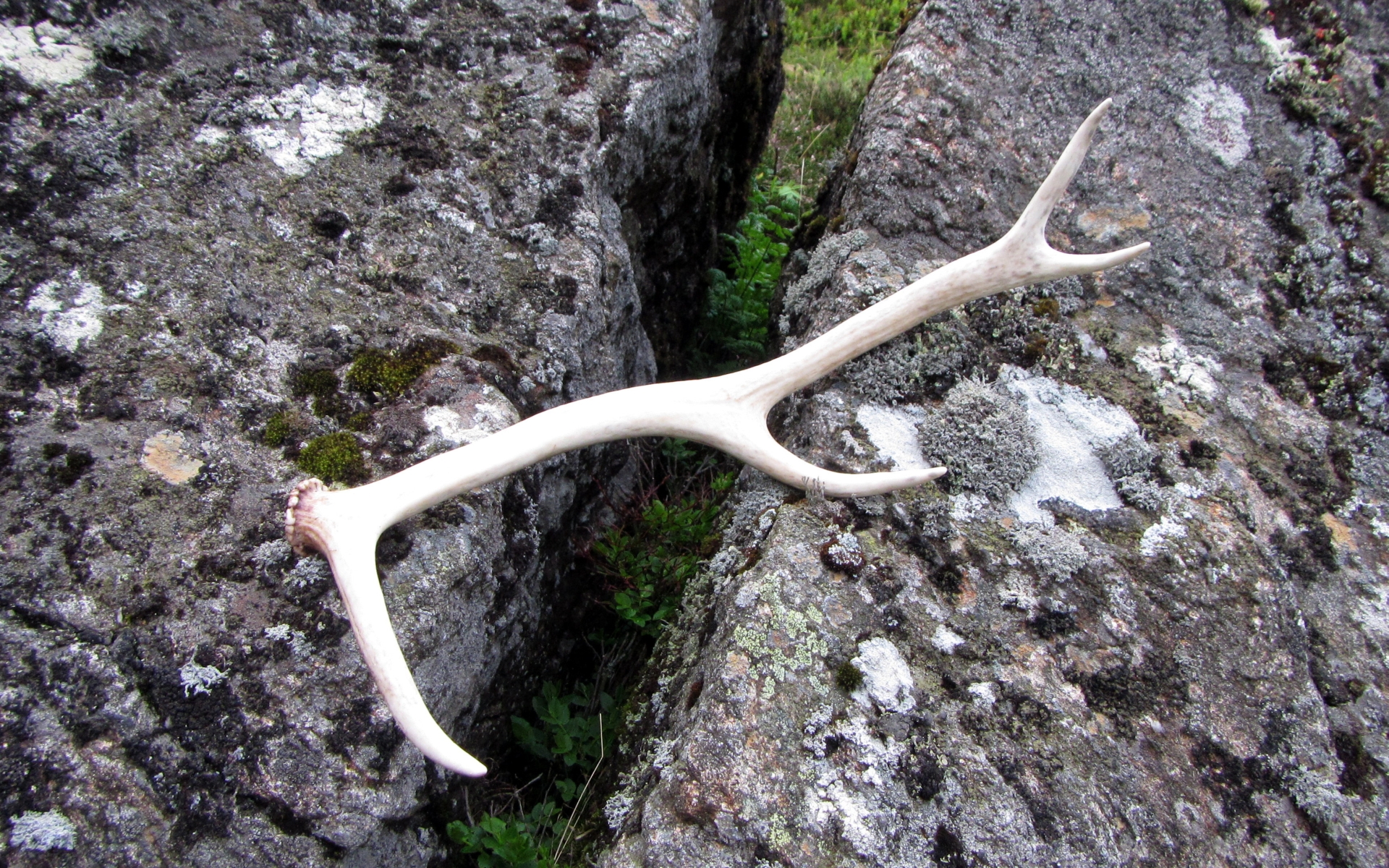 antler wallpaper,branch,plant,antler,soil