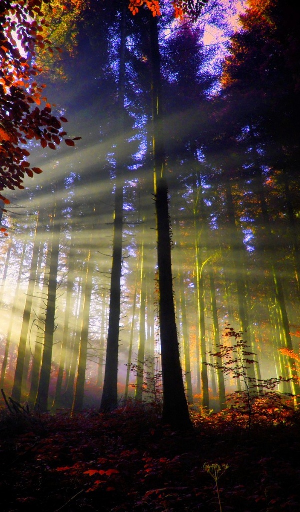 600x1024 fonds d'écran,la nature,arbre,forêt,paysage naturel,lumière