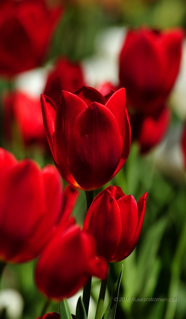 600x1024の壁紙,花,開花植物,花弁,赤,チューリップ