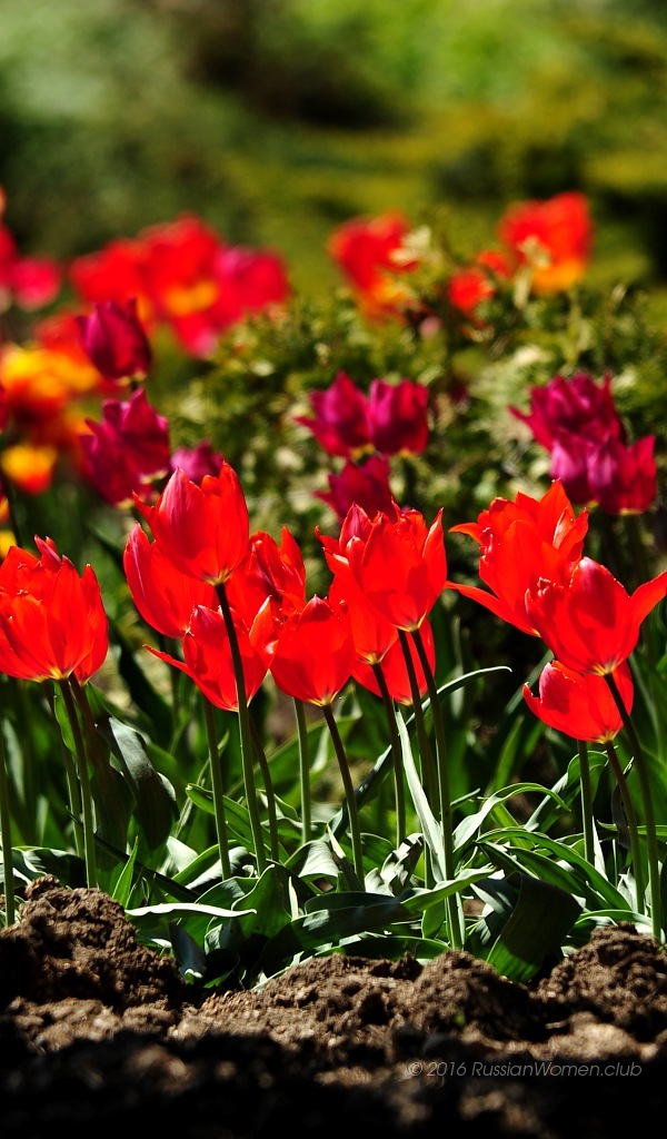 600x1024の壁紙,花,開花植物,工場,花弁,赤