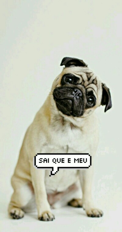 melhores wallpapers para android,pug,dog,canidae,dog breed,snout