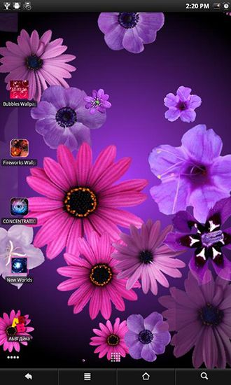 melhores wallpapers para android,flower,pericallis,purple,violet,pink