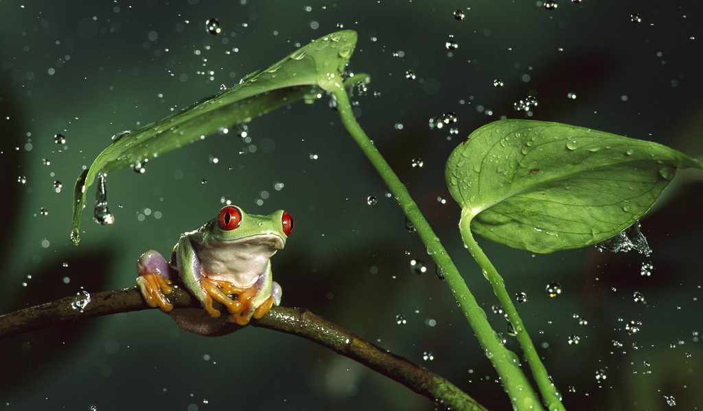 1024x600 hd wallpaper,frog,water,true frog,amphibian,tree frog