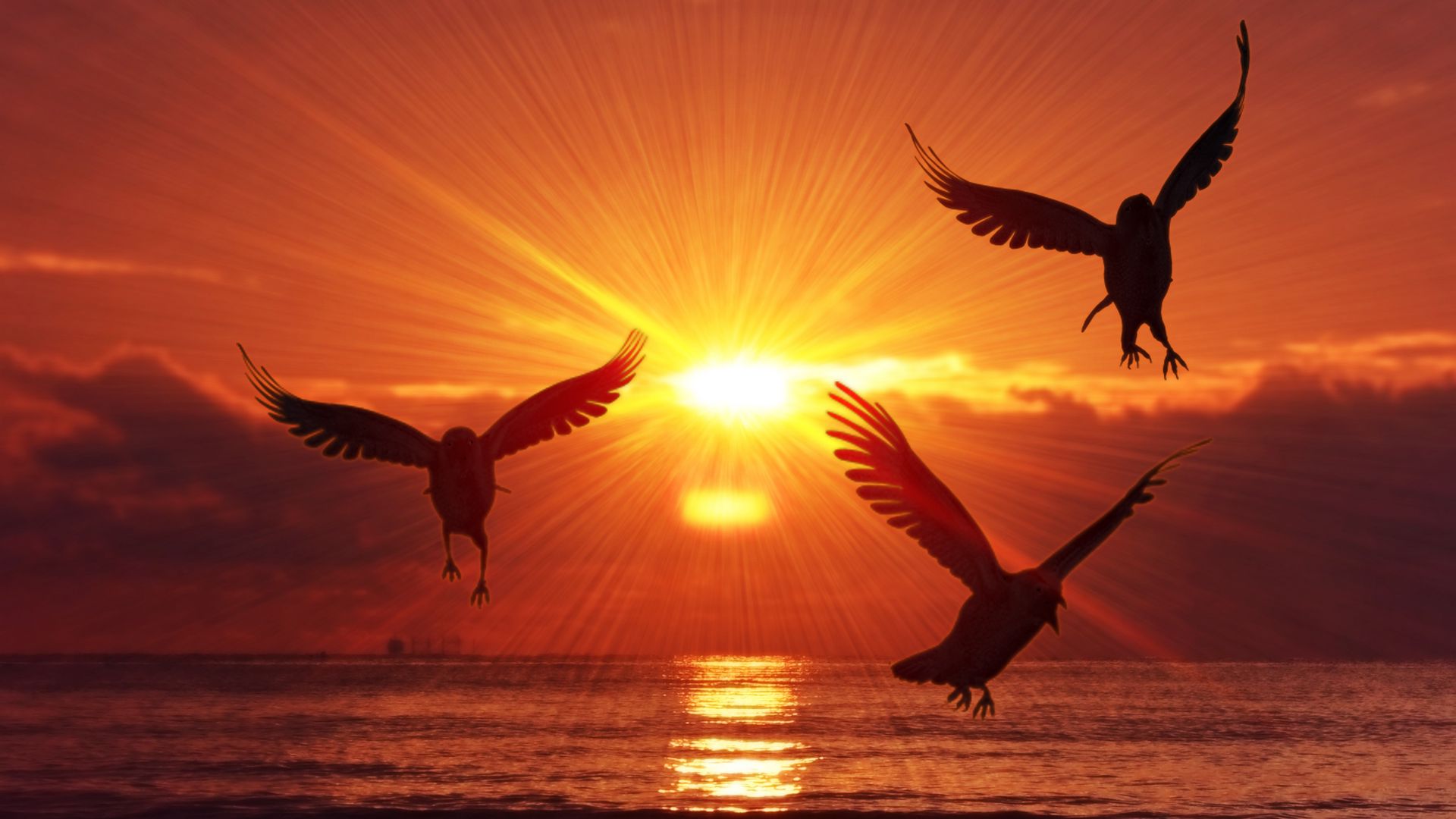 1024x600 hd wallpaper,nature,sky,bird,morning,sunset