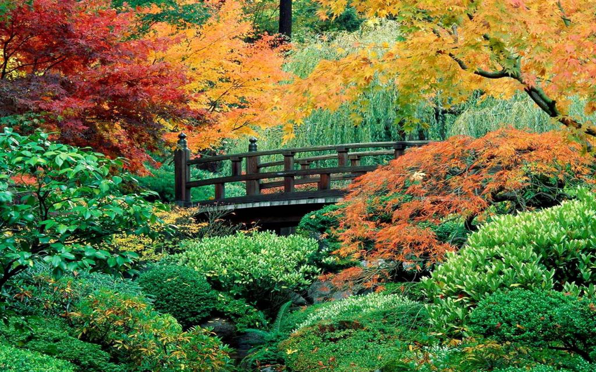 sfondo hd 1024x600,paesaggio naturale,natura,albero,foglia,autunno