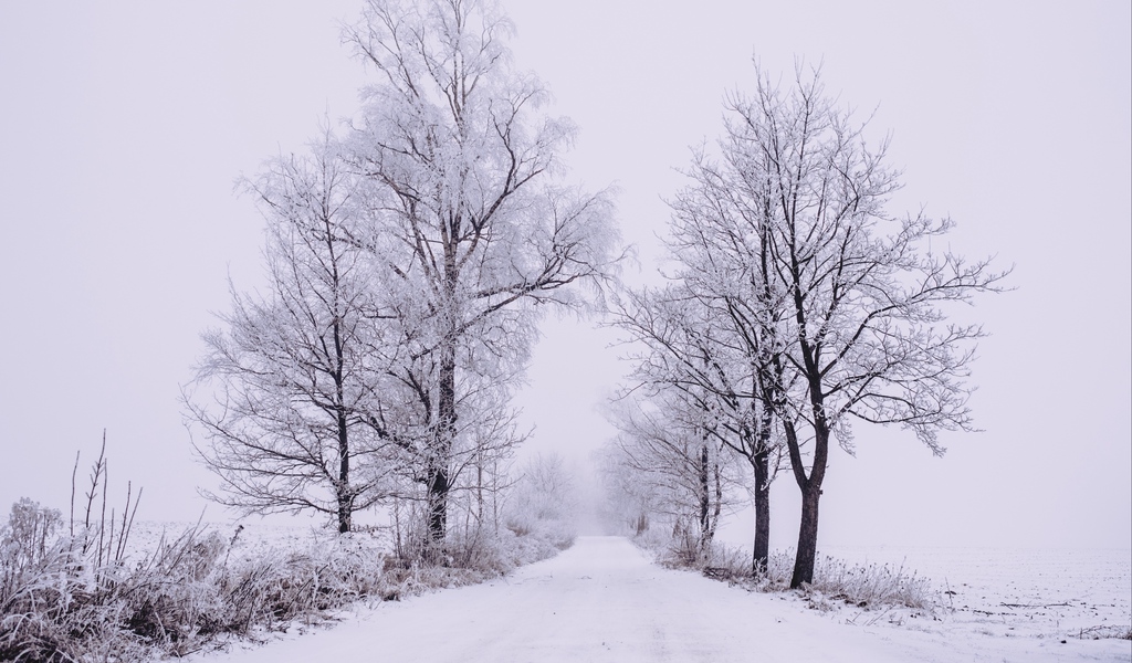 1024x600 fond d'écran hd,neige,hiver,arbre,blanc,paysage naturel