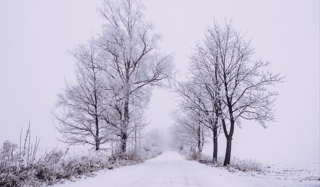 1024x600 hd wallpaper,schnee,winter,baum,weiß,natürliche landschaft