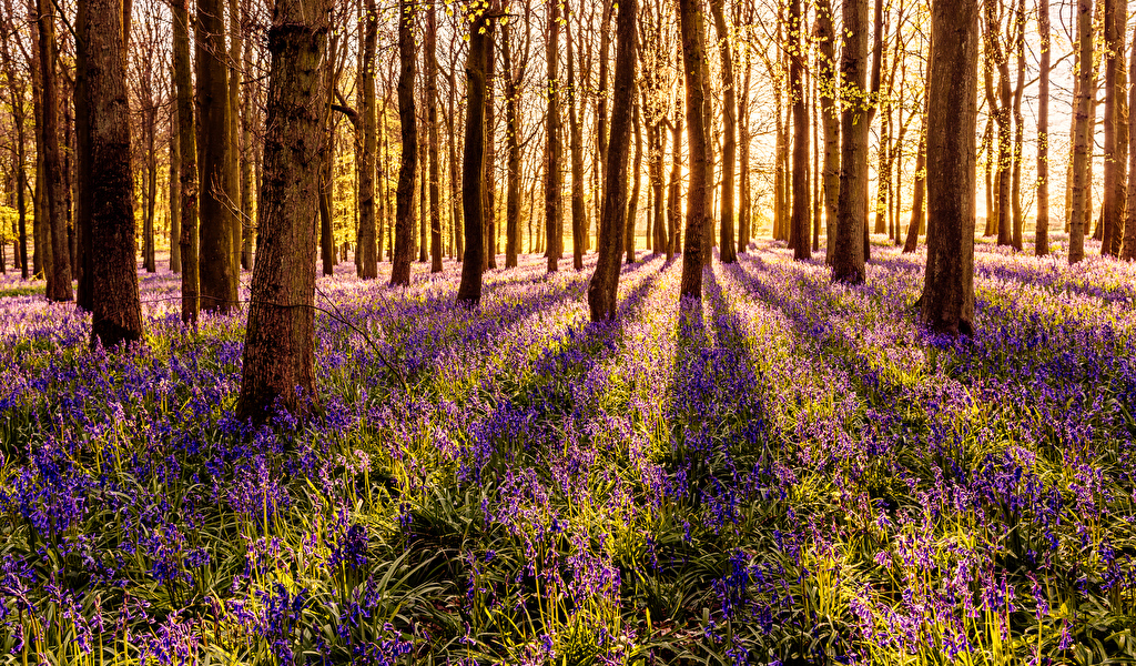 1024x600 fondo de pantalla hd,paisaje natural,bosque,naturaleza,bosque,árbol