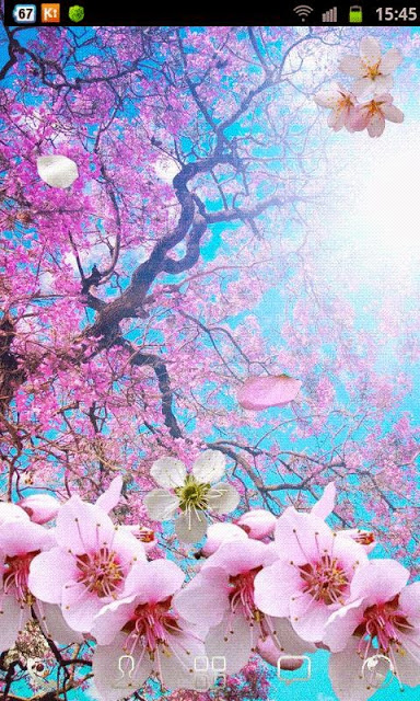 삼성 갤럭시 탭 s2 벽지,꽃,꽃,벚꽃,분홍,봄