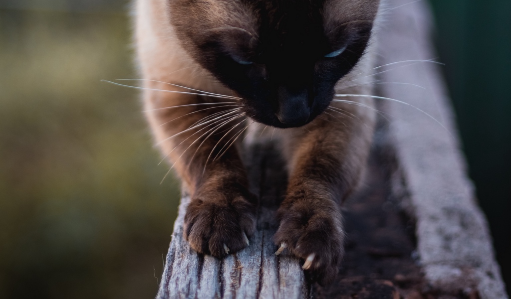 1024x600 hd wallpaper,cat,whiskers,felidae,small to medium sized cats,siamese