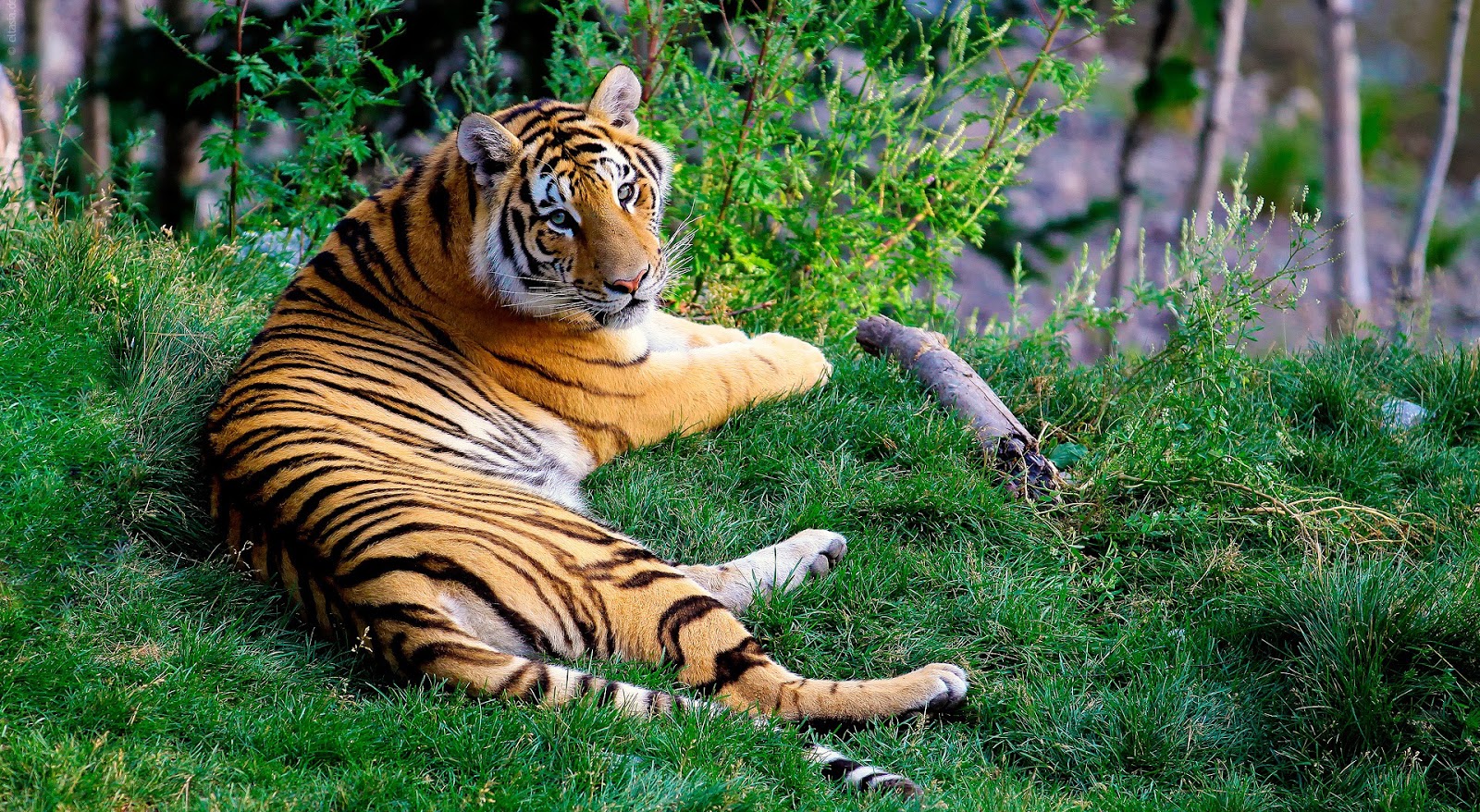 tigre wallpaper hd,tiger,terrestrial animal,vertebrate,wildlife,bengal tiger