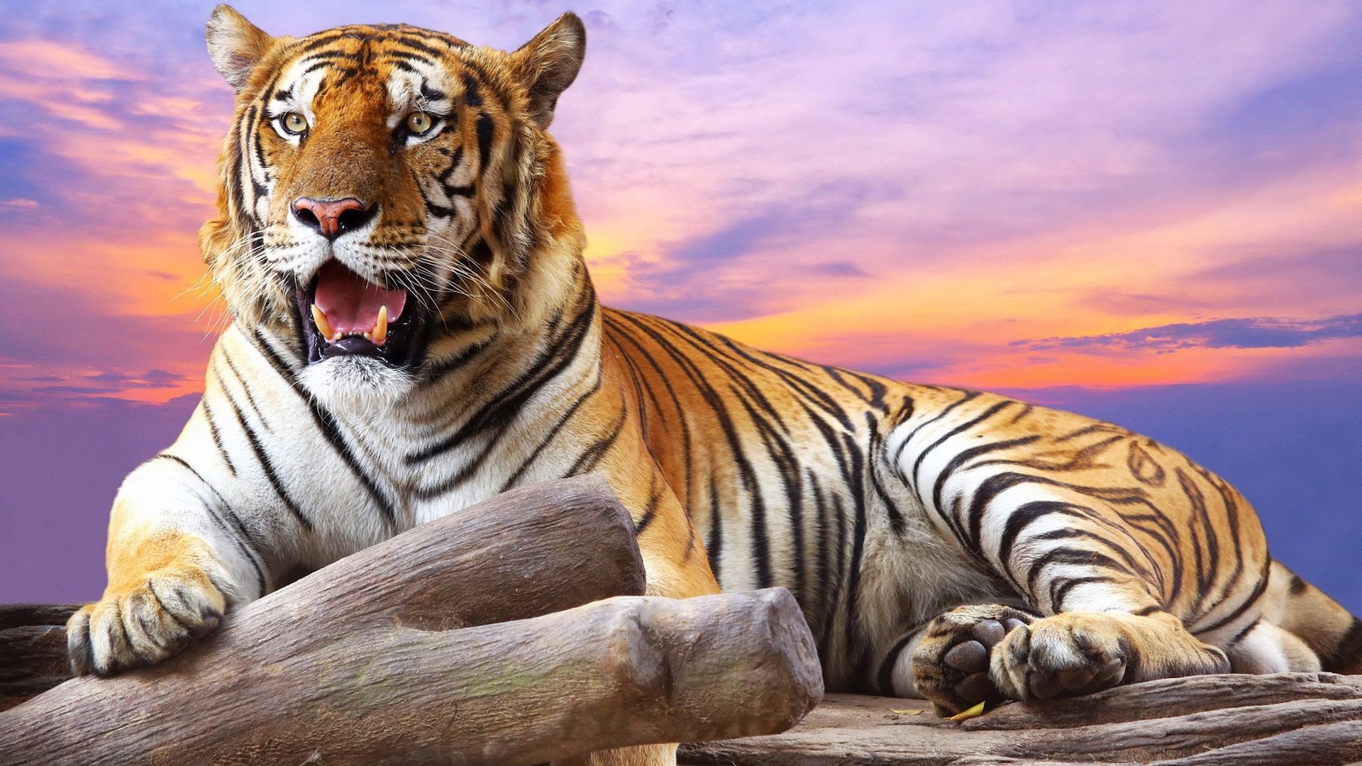 500+ Best Tiger Images · 100% Free Download · Pexels Stock Photos