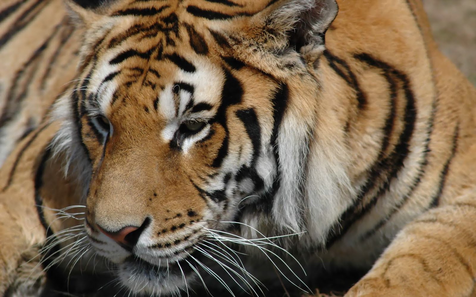 tigre wallpaper hd,tiger,wildlife,mammal,terrestrial animal,vertebrate