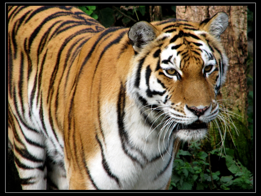 tigre wallpaper hd,tiger,tierwelt,landtier,bengalischer tiger,sibirischer tiger