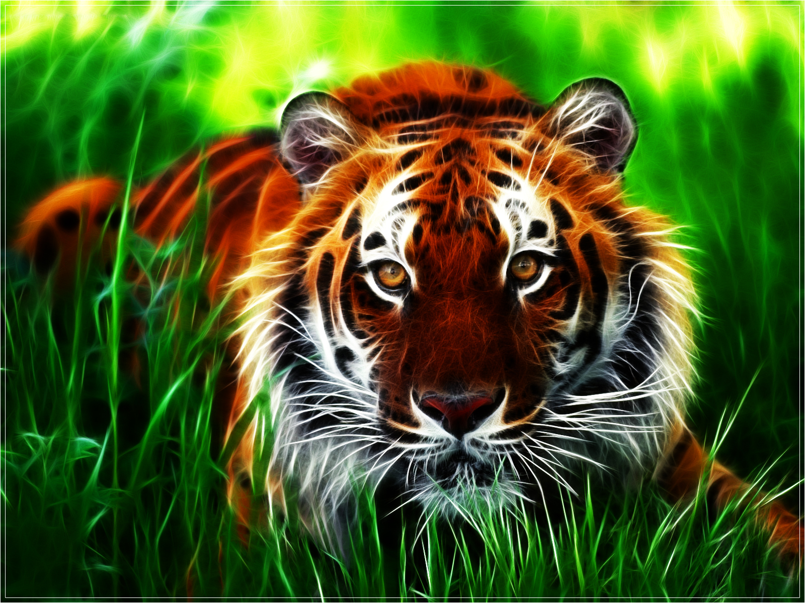 tigre fondo de pantalla hd,tigre,fauna silvestre,tigre de bengala,animal terrestre,felidae