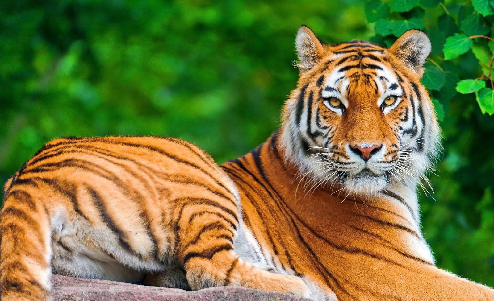tigre wallpaper hd,tigre,natura,animale terrestre,tigre del bengala,tigre siberiana