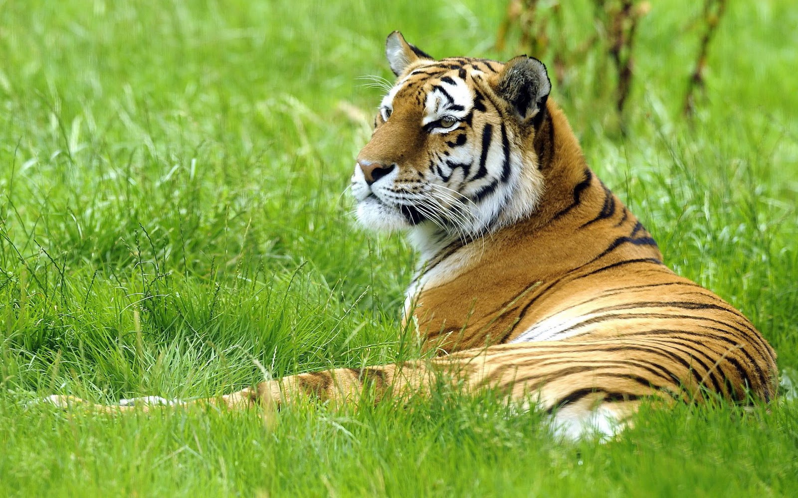 tigre wallpaper hd,tiger,terrestrial animal,wildlife,mammal,vertebrate