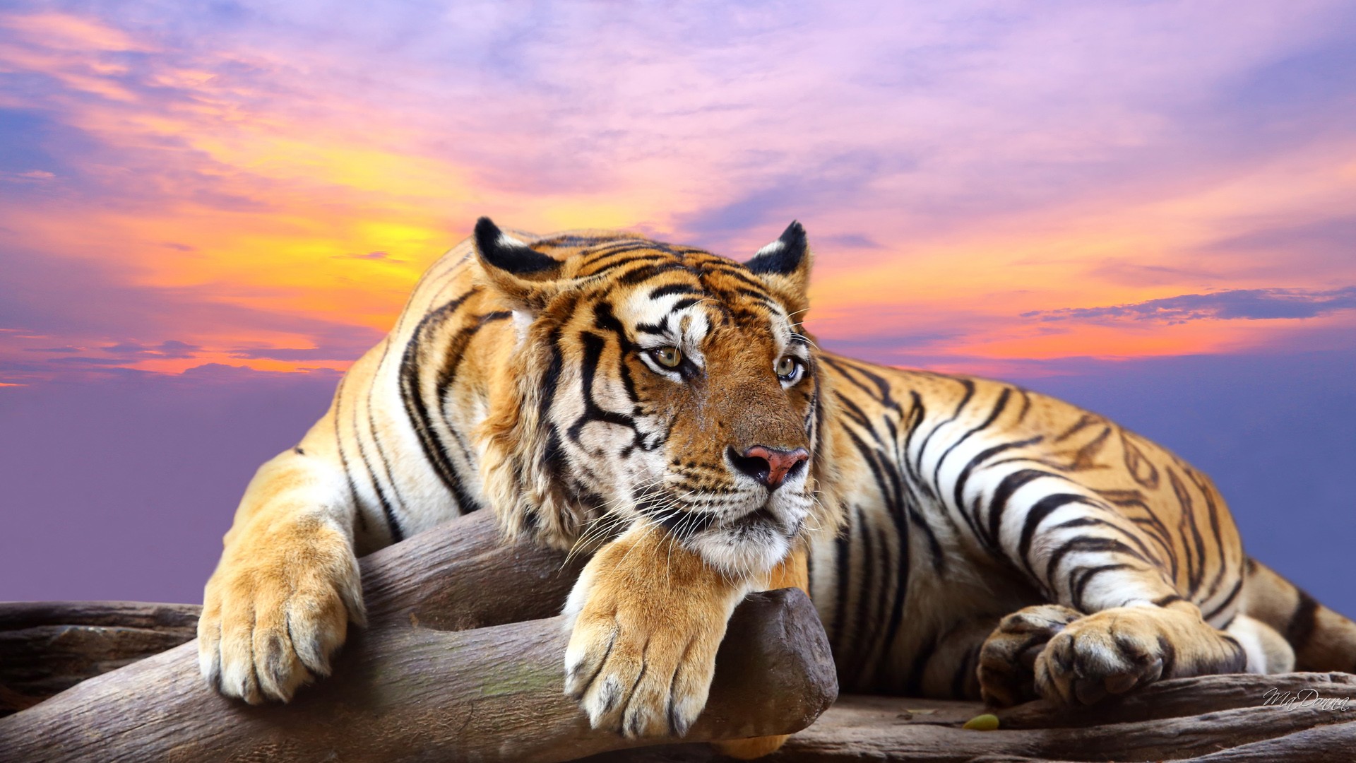 tigre wallpaper hd,tiger,wildlife,mammal,vertebrate,bengal tiger