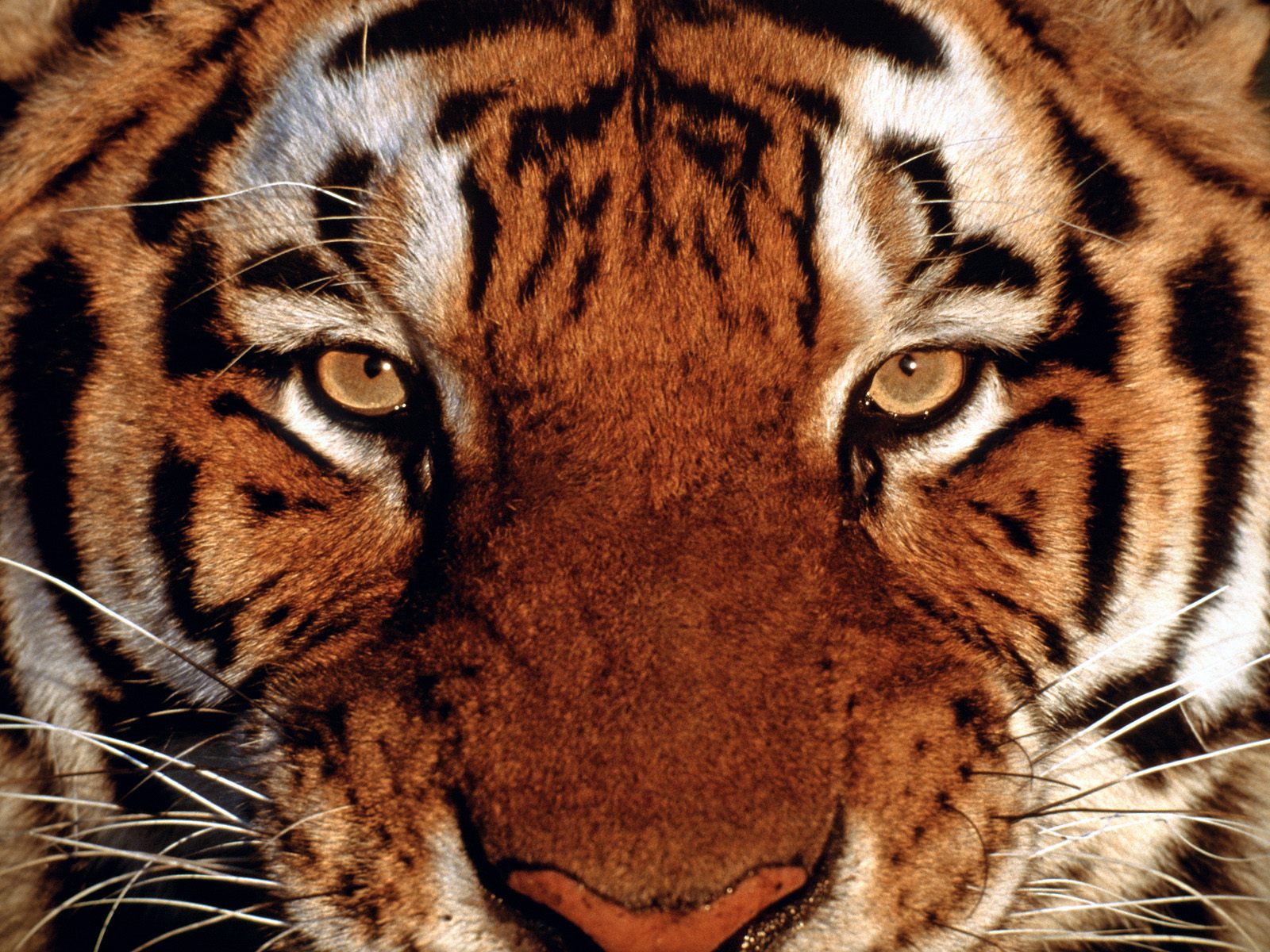 tigre fondo de pantalla hd,tigre,animal terrestre,fauna silvestre,tigre de bengala,bigotes