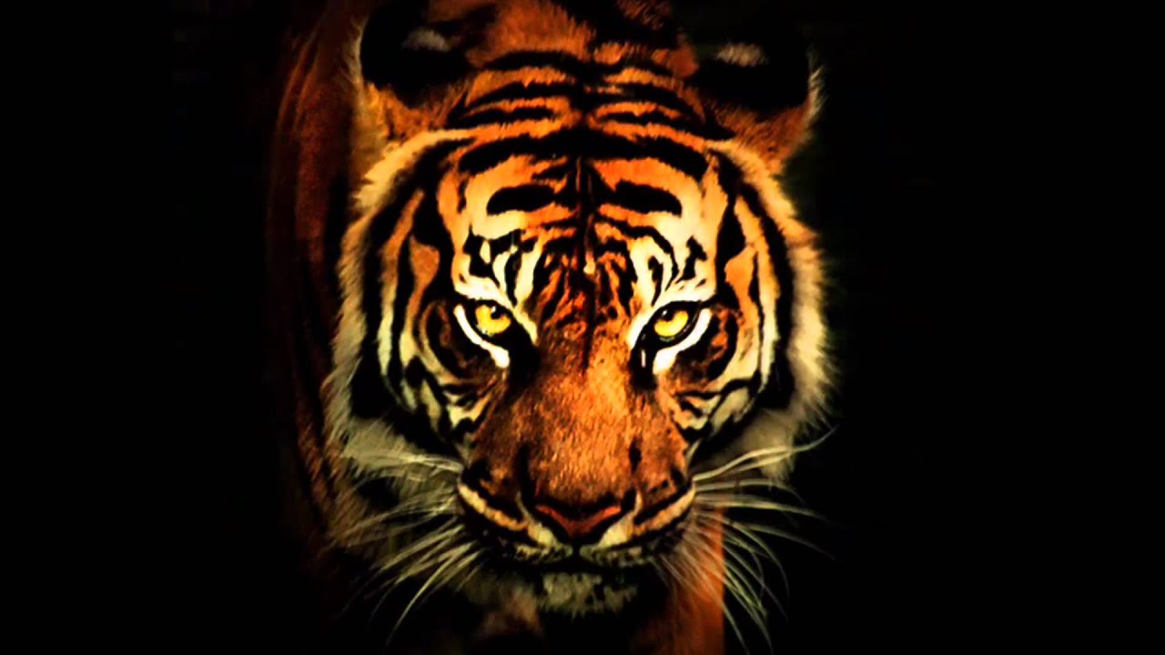 tigre fond d'écran hd,tigre,faune,tigre du bengale,animal terrestre,félidés