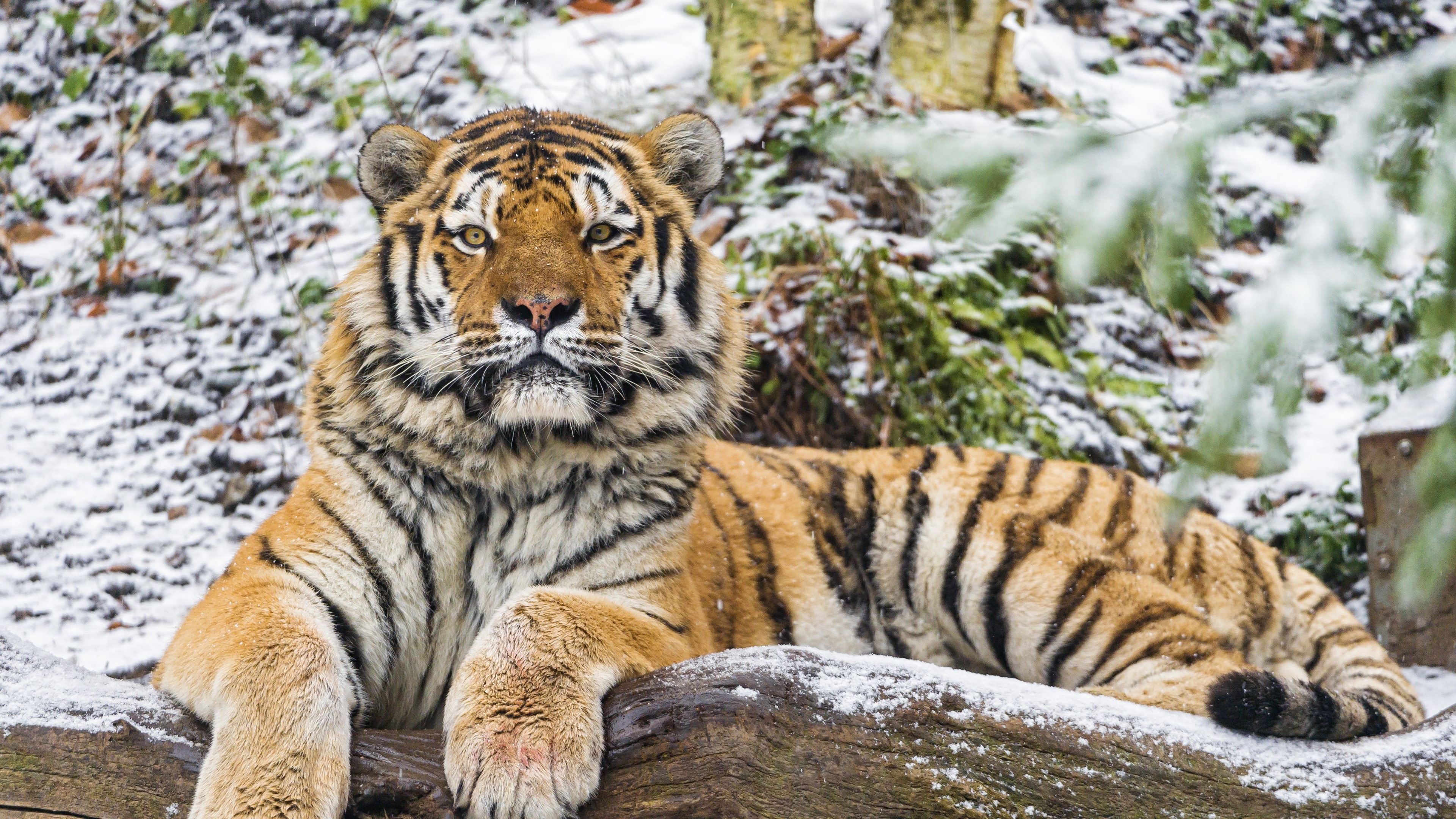 tigre wallpaper hd,tiger,landtier,tierwelt,bengalischer tiger,sibirischer tiger