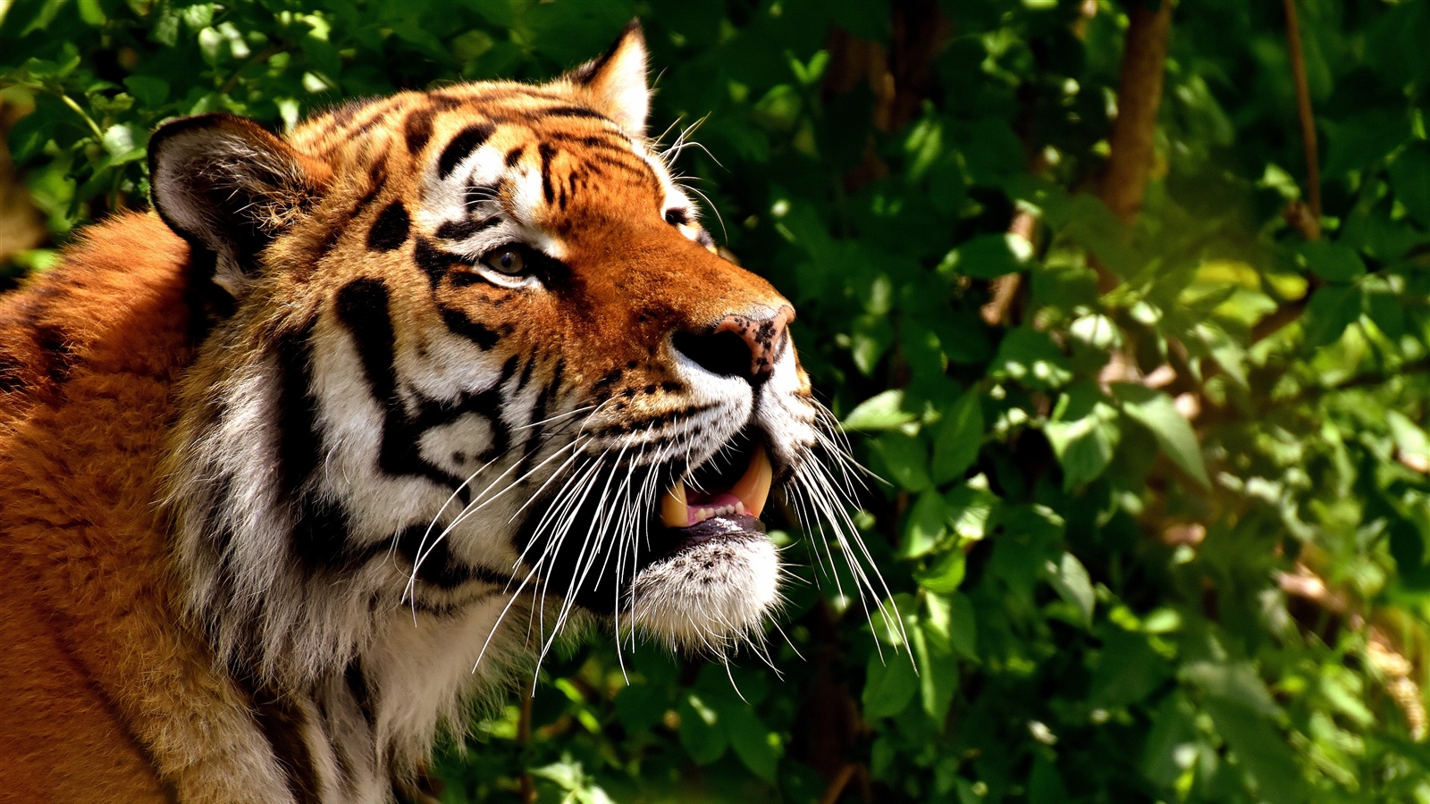 tigre fond d'écran hd,tigre,animal terrestre,faune,tigre du bengale,félidés