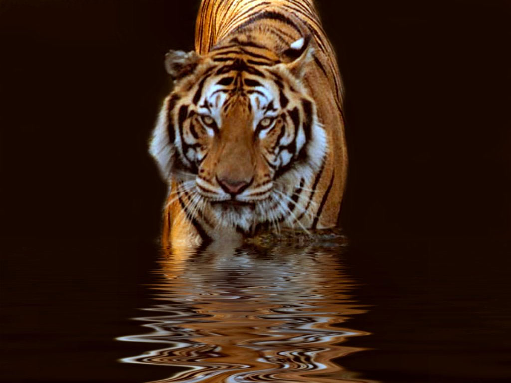 tigre fond d'écran hd,tigre,faune,tigre du bengale,félidés,tigre de sibérie