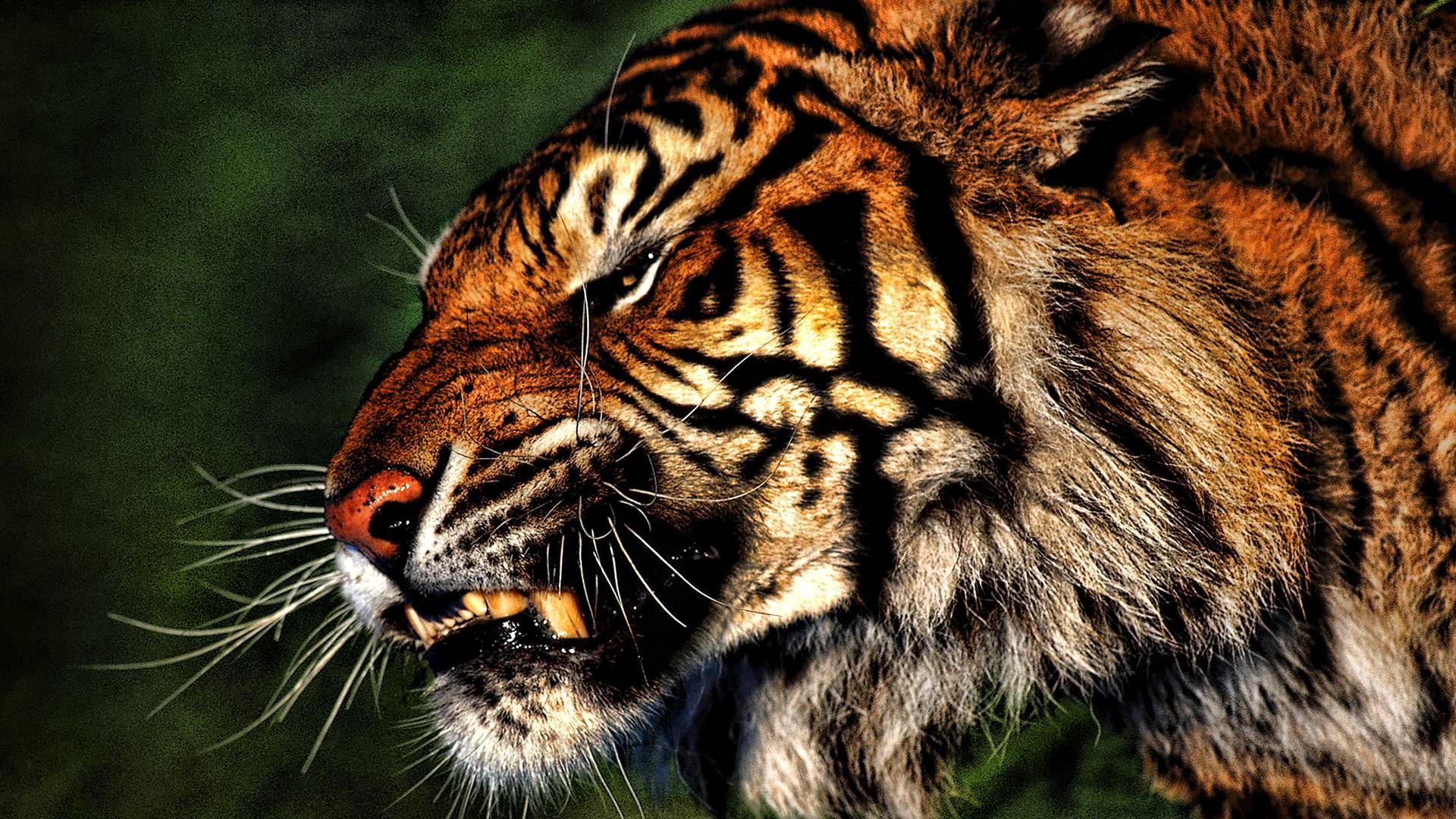 tigre wallpaper hd,tigre,natura,tigre del bengala,animale terrestre,barba
