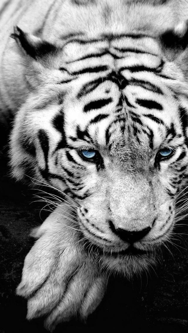 tigre wallpaper hd,tiger,mammal,vertebrate,wildlife,bengal tiger