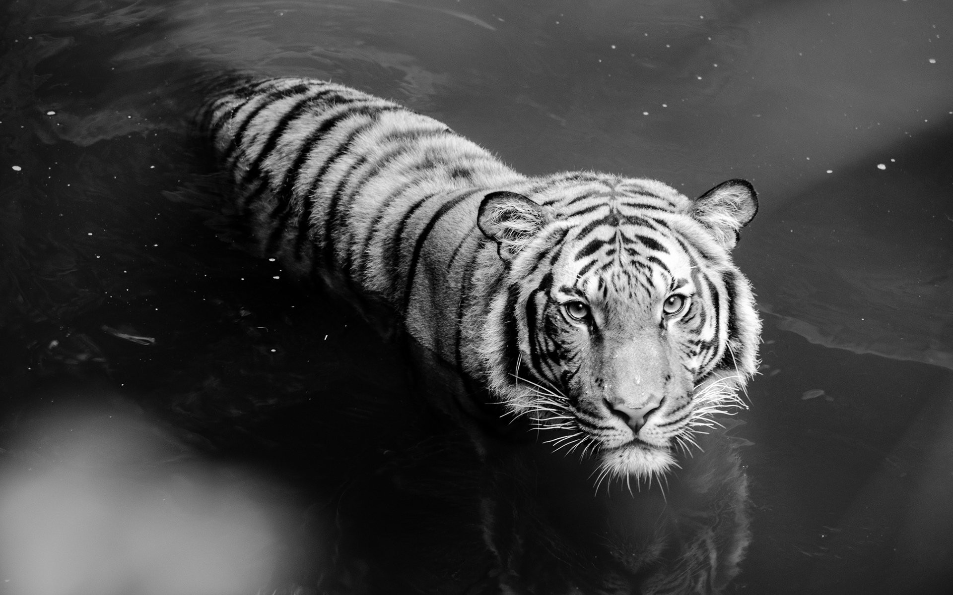 tigre wallpaper hd,tigre,natura,tigre del bengala,tigre siberiana,felidae
