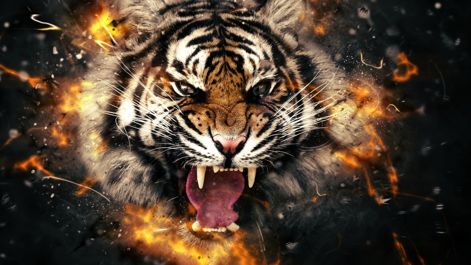 tigre wallpaper hd,tiger,bengalischer tiger,tierwelt,felidae,schnurrhaare