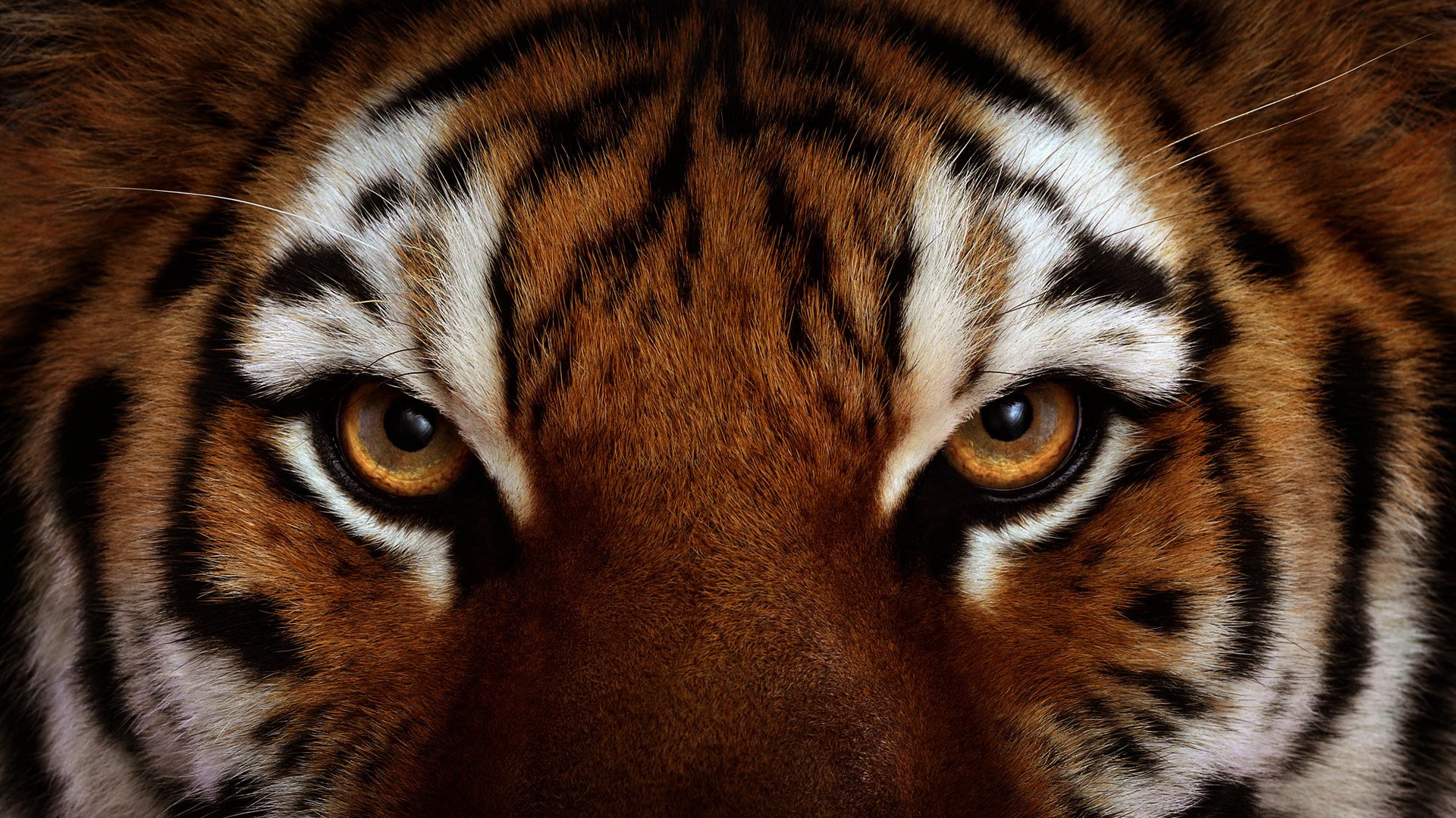 tigre wallpaper hd,tiger,tierwelt,bengalischer tiger,landtier,sibirischer tiger