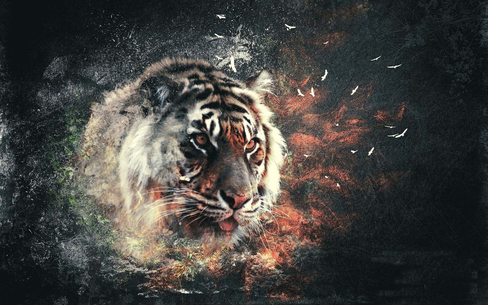 tigre fond d'écran hd,tigre du bengale,tigre,félidés,faune,tigre de sibérie