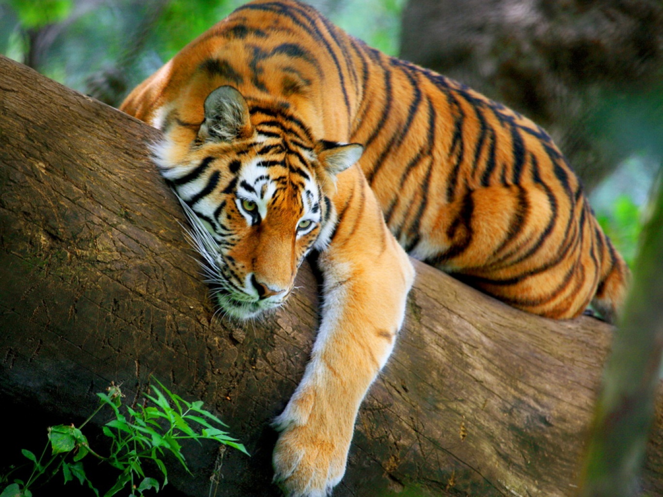 tigre wallpaper hd,tiger,tierwelt,landtier,bengalischer tiger,sibirischer tiger