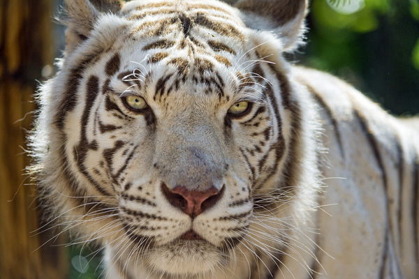 descarga gratuita de fondo de pantalla de tigre,tigre,fauna silvestre,tigre de bengala,animal terrestre,tigre siberiano