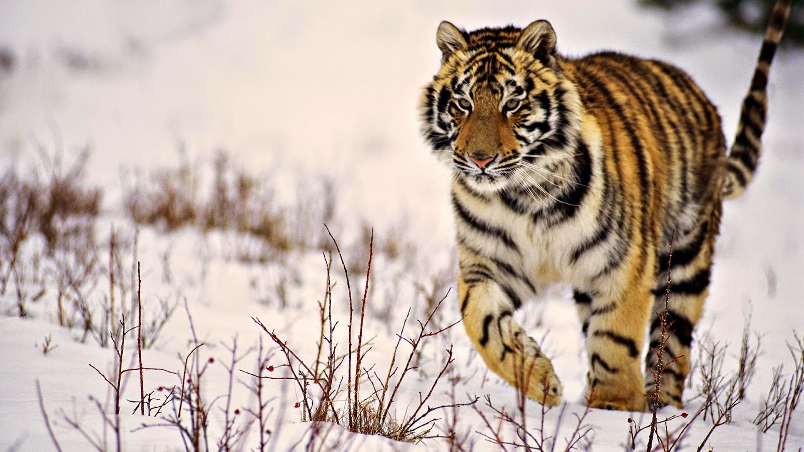 tiger wallpaper kostenloser download,tiger,tierwelt,bengalischer tiger,landtier,sibirischer tiger