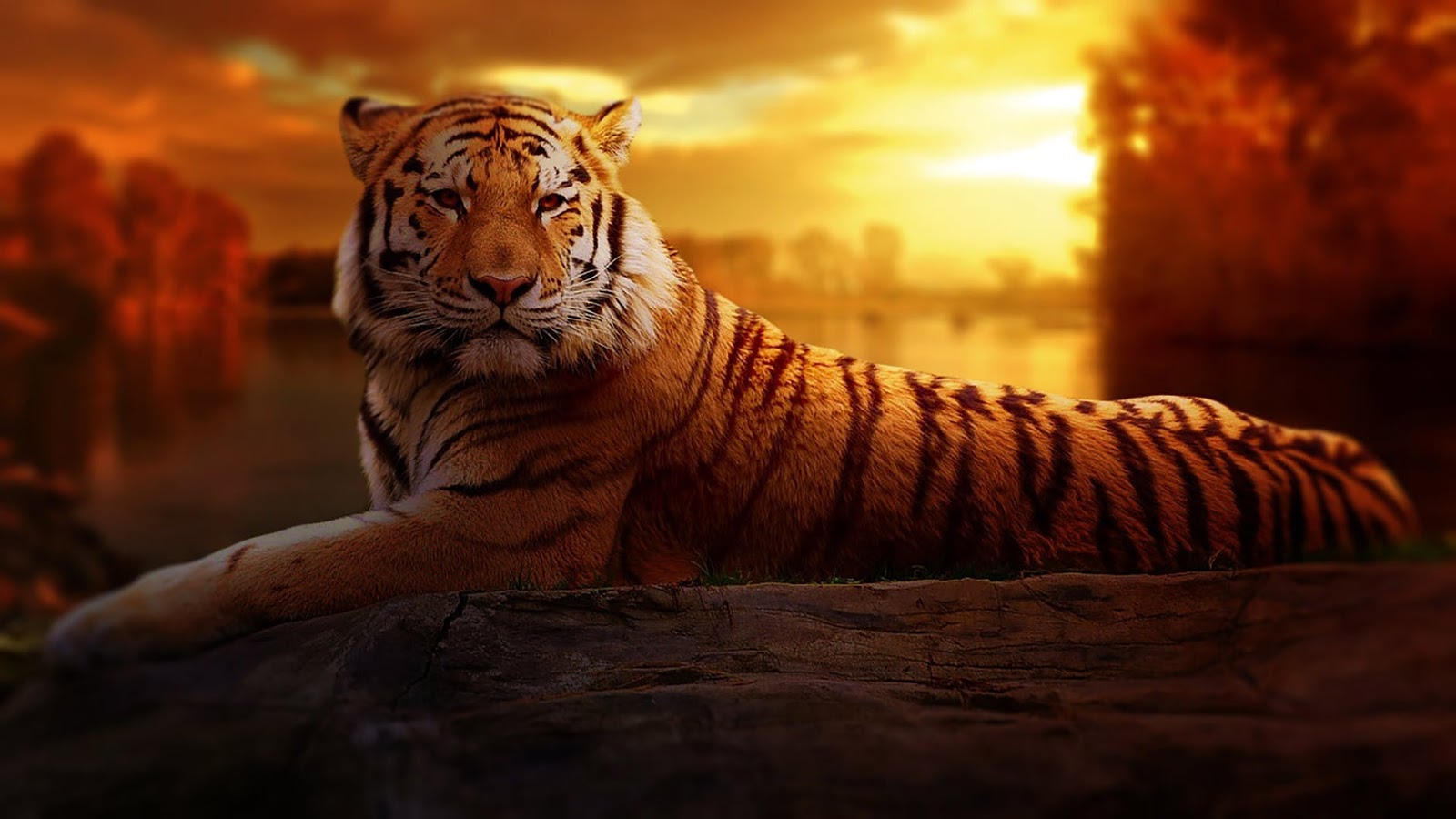 tiger wallpaper free download,tiger,wildlife,bengal tiger,mammal,felidae