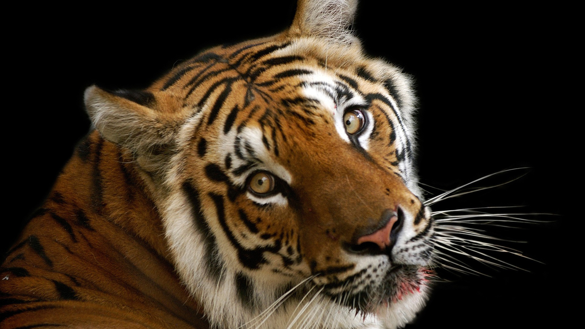 tigre arrabbiata hd wallpaper,tigre,natura,tigre del bengala,barba,animale terrestre