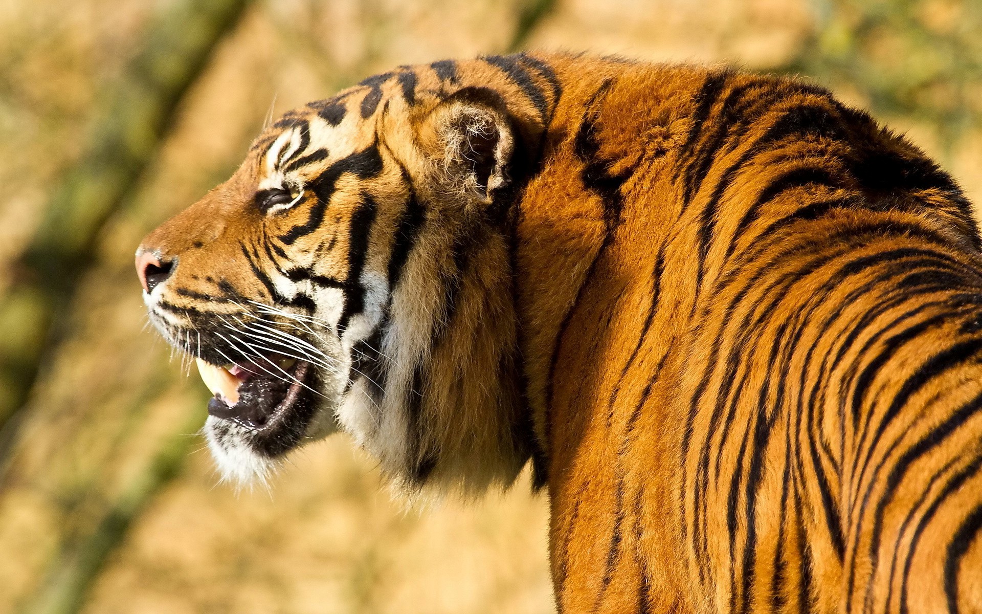 angry tiger hd wallpaper,tiger,wildlife,terrestrial animal,mammal,vertebrate