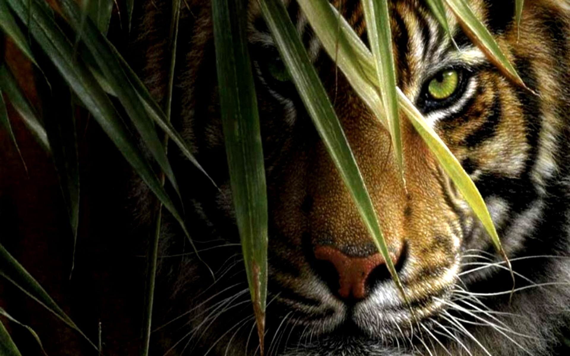 descarga gratuita de fondo de pantalla de tigre,bigotes,tigre de bengala,felidae,fauna silvestre,gato